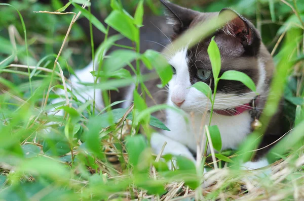 Кот в траве — стоковое фото