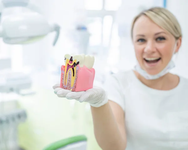 Anatomi av en dentalmodell koncept av en tandläkare tvärsnitt för utbildning. Kvinnlig tandläkare håller en mock tand i avsnitt på kontoret. 32 tänder. Det perfekta leendet. — Stockfoto