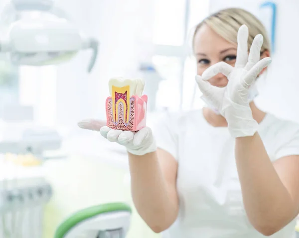 Анатомія концепції стоматологічної моделі стоматологічного перерізу для навчання. Стоматолог тримає зуб сміху в секції в офісі . — стокове фото