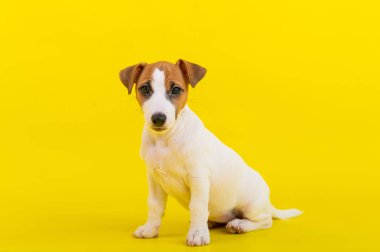 Bir köpek yavrusu sarı arka planda oturur ve kameraya bakar. Eğitimli küçük bir köpek oturma emri veriyor. Safkan Shorthair Jack Russell Terrier.