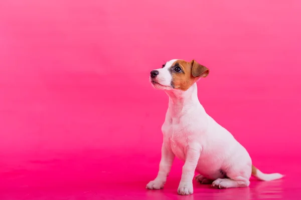 Valpen sitter på en rosa bakgrund. En tränad liten hund uppfyller kommandot att sitta still. Renrasiga Stenografien Jack Russell Terrier. — Stockfoto
