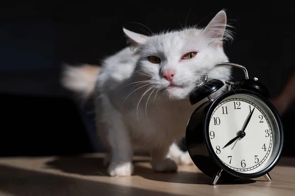Η λευκή χνουδωτή γάτα έγειρε τρυφερά στο ξυπνητήρι. Μια κοιμισμένη γάτα τρίβει τη μουσούδα της σε ένα ρολόι τραπεζιού νωρίς το πρωί.. — Φωτογραφία Αρχείου