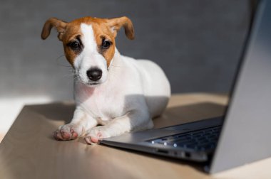 Yavru Jack Russell Terrier dizüstü bilgisayarda çalışıyor. Şımarık bir hayvan taşınabilir bir bilgisayarın yanında yatıyor. Mizah, bir programcının uzak çalışmasının bir metaforudur..