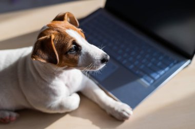 Yavru Jack Russell Terrier dizüstü bilgisayarda çalışıyor. Şımarık bir hayvan taşınabilir bir bilgisayarın yanında yatıyor. Mizah, bir programcının uzak çalışmasının bir metaforudur..