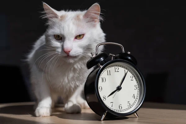 Η λευκή χνουδωτή γάτα έγειρε τρυφερά στο ξυπνητήρι. Μια κοιμισμένη γάτα τρίβει τη μουσούδα της σε ένα ρολόι τραπεζιού νωρίς το πρωί.. — Φωτογραφία Αρχείου