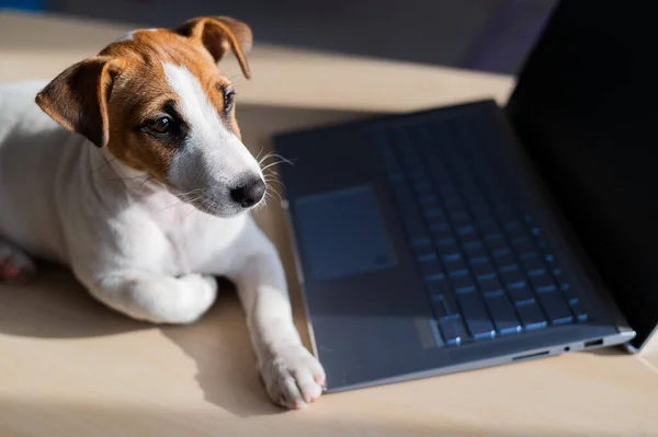 강아지 잭 러셀 테리어는 노트북에서 일합니다. 버릇없는 애완 동물은 휴대용 컴퓨터가 있다. 유머는 프로그래머의 먼 작업에 대한 은유입니다.. — 스톡 사진