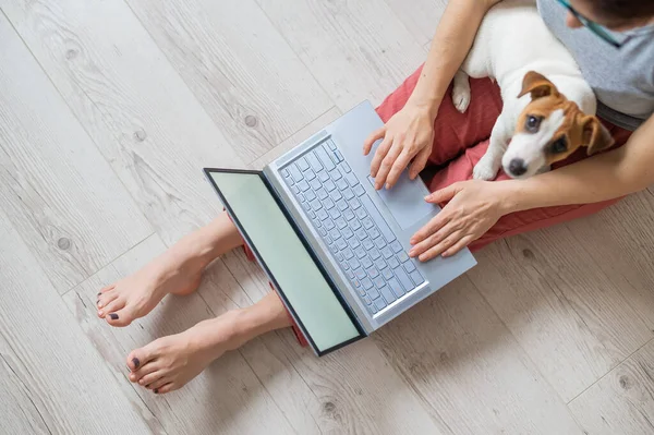 집에서 일하는 얼굴없는 여자. 알아볼 수없는 소녀가 잭 러셀 테리어 강아지를 안고 아파트 바닥에 앉아 노트북으로 공부하고 있었다. 격리 된 곳 에서의 원격 작업. — 스톡 사진