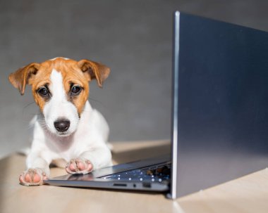 Safkan köpek bir masaüstünde uzanıyor. Üzgün kısa hava köpeği Jack Russell Terrier dizüstü bilgisayarda çalışıyor..