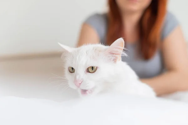 Nieszczęśliwy biały puszysty kot z właścicielem w tle. szczęśliwy niewyraźne kobieta siedzi na łóżku z jej zwierzę na pierwszym planie. — Zdjęcie stockowe