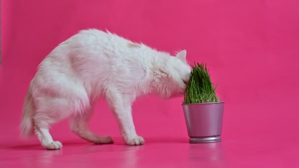Um gato branco com uma cauda vermelha curta come grama fresca de um pote de aço. Kuril bobtail farejadores verdes em um fundo rosa . — Vídeo de Stock
