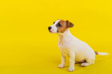 Bir köpek yavrusu sarı arka planda oturur ve sahibine bakar. Eğitimli küçük bir köpek oturma emri veriyor. Safkan Shorthair Jack Russell Terrier.