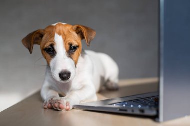 Safkan köpek bir masaüstünde uzanıyor. Üzgün kısa hava köpeği Jack Russell Terrier dizüstü bilgisayarda çalışıyor..