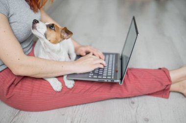 Yavru Jack Russell Terrier oturuyor ve meçhul kızların kucağını kaçırıyor. Tanımlanamayan bir kadın yerde rahat bir pozisyonda oturuyor ve dizüstü bilgisayarla yazı yazıyor..
