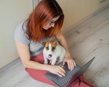 Yavru Jack Russell Terrier metresinin kucağında oturuyor. Bir kadın evinde yerde oturuyor ve dizüstü bilgisayarla ders çalışıyor. Karantinada uzaktan çalışma.