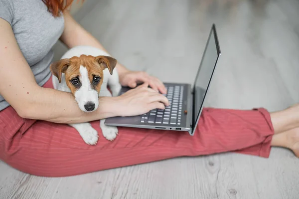 강아지 잭 러셀 테리어가 앉아 그 의 정부슬 랩을 그리워 한다. 알 수없는 여자가 편안 한 자세로 바닥에 앉아 노트북으로 공부하고 있습니다. — 스톡 사진