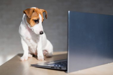 Jack Russell Terrier yavrusu dizüstü bilgisayarın önünde oturuyor. Küçük akıllı bir köpek bir dizüstü bilgisayar üzerinde çalışıyor..