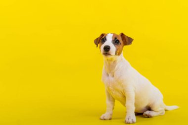Bir köpek yavrusu sarı arka planda oturur ve sahibine bakar. Eğitimli küçük bir köpek oturma emri veriyor. Safkan Shorthair Jack Russell Terrier.