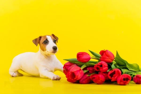 Szczeniak Jack Russell Terrier z dużym bukietem czerwonych tulipanów na żółtym tle. Pozioma kartka okolicznościowa z Międzynarodowym Dniem Kobiet 8 marca. — Zdjęcie stockowe