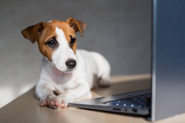 Safkan köpek bir masaüstünde uzanıyor. Üzgün kısa hava köpeği Jack Russell Terrier dizüstü bilgisayarda çalışıyor..