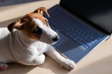 Yavru Jack Russell Terrier dizüstü bilgisayarda çalışıyor. Şımarık bir hayvan taşınabilir bir bilgisayarın yanında yatıyor. Mizah, bir programcının uzak çalışmasının bir metaforudur..