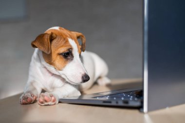 Safkan köpek bir masaüstünde uzanıyor. Üzgün kısa hava köpeği Jack Russell Terrier dizüstü bilgisayarda çalışıyor..