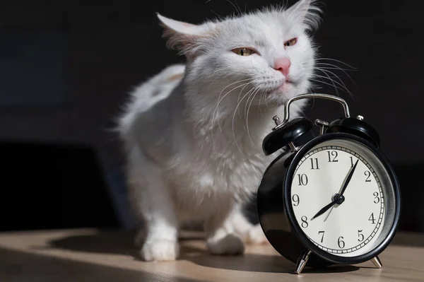솜털 이 복슬복슬 한 하얀 고양이가 자명종 시계에 부드럽게 기댄 것이다. 졸린 고양이가 이른 아침 식탁 시계에 주둥이를 문지르고 있다. — 스톡 사진
