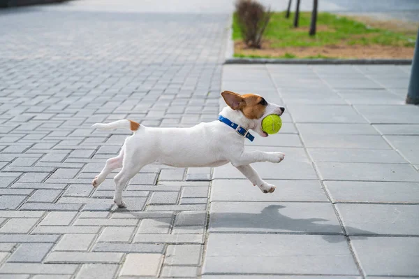 Purebred halus berambut anak anjing Jack Russell Terrier bermain di jalan. Anjing kecil yang gembira berlari dan melompat untuk bola tenis. Teman aktif berkaki empat. — Stok Foto