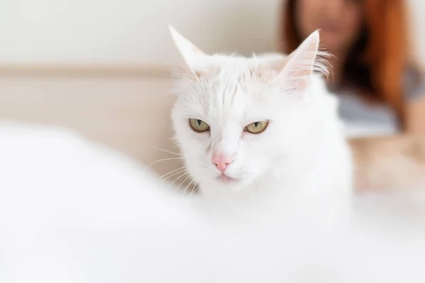 Unhappy white fluffy cat with its owner in the background. happy blurred woman sitting on the bed with her pet in the foreground.