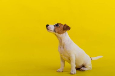 Bir köpek yavrusu sarı arka planda oturur ve sahibine bakar. Eğitimli küçük bir köpek oturma emri veriyor. Safkan Shorthair Jack Russell Terrier.