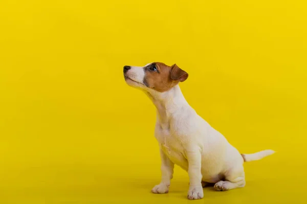 A puppy sits on a yellow background and looks up at the owner. A trained little dog performs a sit command. Purebred Shorthair Jack Russell Terrier. — Stock Photo, Image