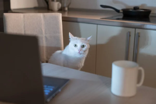 白毛猫在夜间看着一台个人电脑的监视器。一只小猫正在黑暗中观看笔记本电脑屏幕上的视频。厨房里的工作场所. — 图库照片