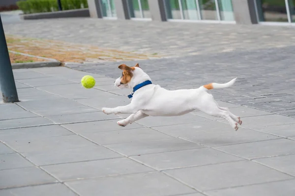 На вулиці грає чистокровний цуценя Джек Рассел Терер'є. Радісний маленький собачий компаньйон біжить і стрибає за тенісний м'яч. Активний чотириногий друг.. — стокове фото