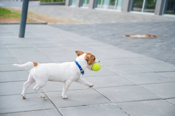 Der reinrassige glatthaarige Welpe Jack Russell Terrier spielt auf der Straße. Fröhlicher kleiner Hund rennt und springt um einen Tennisball. Aktiver Vierbeiner. — Stockfoto