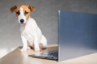 Jack Russell Terrier yavrusu dizüstü bilgisayarın önünde oturuyor. Küçük akıllı bir köpek bir dizüstü bilgisayar üzerinde çalışıyor..