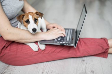 Yavru Jack Russell Terrier oturur ve metresinin kucağını kaçırır. Tanımlanamayan bir kadın yerde rahat bir şekilde oturuyor ve dizüstü bilgisayarla ders çalışıyor..
