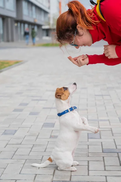 Il cucciolo ubbidiente intelligente Jack Russell Terrier esegue comandi di proprietari sulla strada. Un fedele cane purosangue guarda negli occhi una donna europea . — Foto Stock