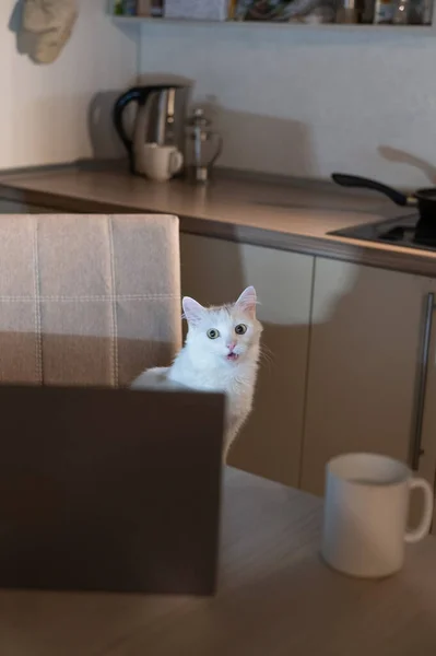 White fluffy cat looks at the monitor of a personal computer at night. A kitten is watching a video on a laptop screen in the dark. Workplace in the kitchen.