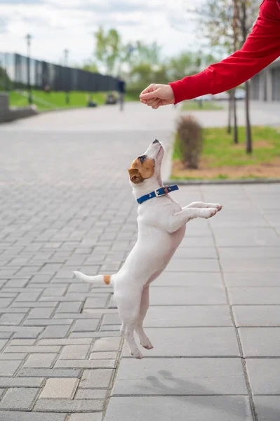 Il cucciolo intelligente Jack Russell Terrier gioca con il proprietario sulla strada. Un cane purosangue che salta per mano di una donna irriconoscibile. Animale domestico energetico in movimento . — Foto Stock