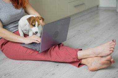 Yavru Jack Russell Terrier metresinin kucağında oturuyor. Tanımlanamayan bir kadın yerde rahat bir şekilde oturuyor ve dizüstü bilgisayarla ders çalışıyor. Karantinadaki evden uzak çalışma.