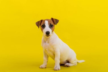 Bir köpek yavrusu sarı arka planda oturur ve kameraya bakar. Eğitimli küçük bir köpek oturma emri veriyor. Safkan Shorthair Jack Russell Terrier.