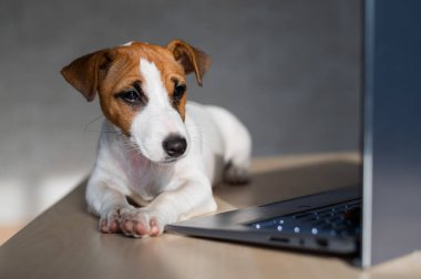 Safkan köpek bir masaüstünde uzanıyor. Üzgün kısa hava köpeği Jack Russell Terrier dizüstü bilgisayarda çalışıyor..