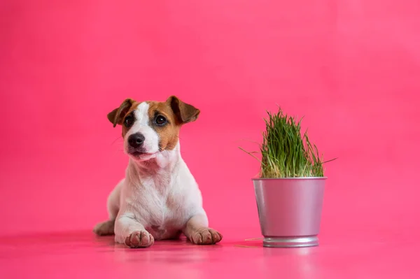 Obediente Jack Russell terrier deitado ao lado de um pote de aço de grama fresca. Cãozinho branco bonito com manchas vermelhas com uma planta de sala em um fundo rosa . — Fotografia de Stock