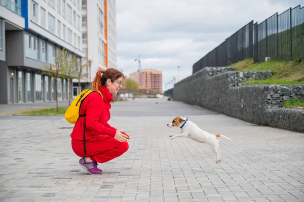 Il cucciolo intelligente Jack Russell Terrier gioca con il proprietario sulla strada. Un cane di razza purosangue salta tra le braccia di una donna europea con una tuta rossa. In movimento.. — Foto Stock