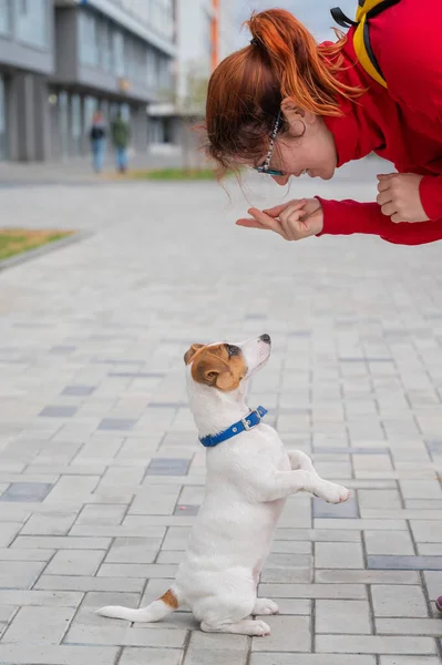 Smart lydig valp Jack Russell Terrier avrättar ägare kommandon på gatan. En trogen fullblod hund ser in i ögonen på en europeisk kvinna. — Stockfoto