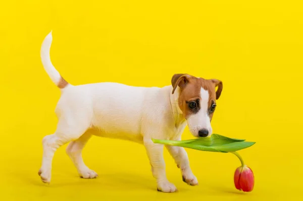 Filhote de cachorro Jack Russell Terrier brinca com um botão tulipa vermelha. Shorthair puro sangue pouco cão alegremente come uma flor de primavera em um fundo amarelo . — Fotografia de Stock