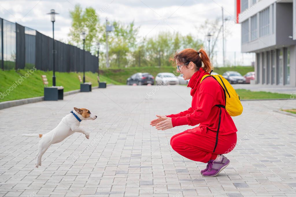 Clever puppy Jack Russell Terrier plays with the owner on the street. A purebred shorthair dog jumps into the arms of a European woman in a red tracksuit. In move.