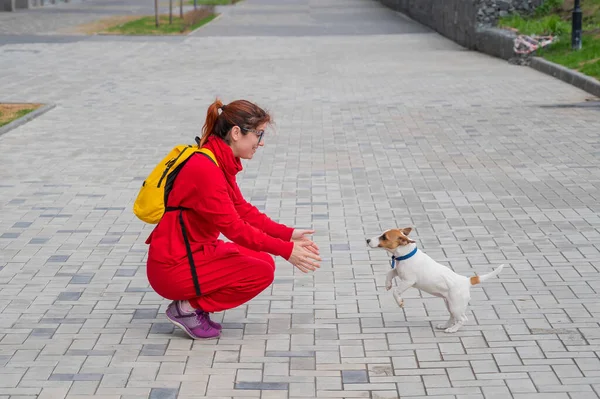 賢い子犬のジャック・ラッセル・テリアは通りの所有者と遊ぶ。赤ちゃんの短い髪の犬の楽しさは、女性にジャンプします。運動中のエネルギーペット. — ストック写真