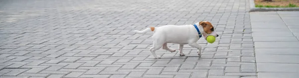 Cucciolo dai capelli lisci purosangue Jack Russell Terrier gioca per strada. Gioioso cagnolino compagno corre e salta per una palla da tennis. Amico attivo a quattro zampe . — Foto Stock