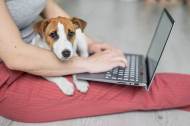 Yavru Jack Russell Terrier oturur ve metresinin kucağını kaçırır. Tanımlanamayan bir kadın yerde rahat bir şekilde oturuyor ve dizüstü bilgisayarla ders çalışıyor..