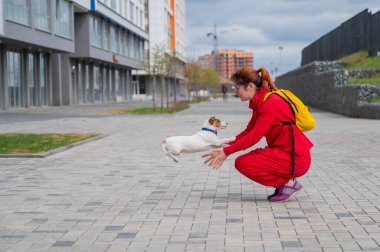 Zeki köpek yavrusu Jack Russell Terrier sokaktaki sahibiyle oynuyor. Pediatri kokulu köpek eğlencesi kadının üstüne atlıyor. Enerjik hayvan hareket halinde.